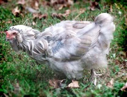 Molting A natural process in which feathers are lost and replaced Can occur at any time but usually stimulated by decreasing day length in the fall Will re-occur each fall.