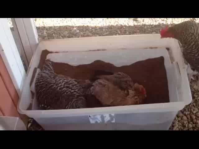 Dust Baths Dust baths are a great enrichment activity for Chickens We provide a mixture of 1/4 sand and 3/4 peat moss Chickens