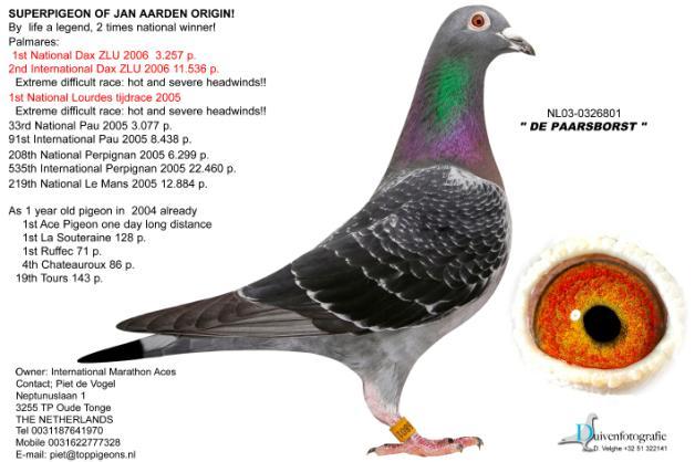 Perpignan 2005 against 6299 pigeons 535 th Internat. Perpignan 2005 against 22460 pigeons As a yearling he was already crowned as 1 st Ace pigeon extreme middle distance with 2x 1 st prize.