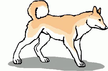 Dog A domesticated carnivorous mammal related to the foxes