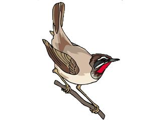 Nightingale An European songbird with reddish-brown plumage.