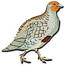 Partridge A plump-bodied game birds, related to
