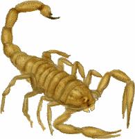 Scorpion An arachnid that lives in warm dry