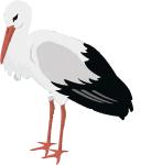 Stork A large wading bird found mainly in the Eastern Hemisphere.