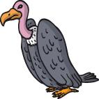 Vulture A large bird of prey with dark plumage and a