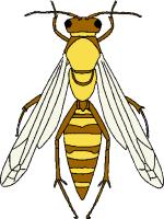 Wasp An insect with a slender body, two pairs wings, and