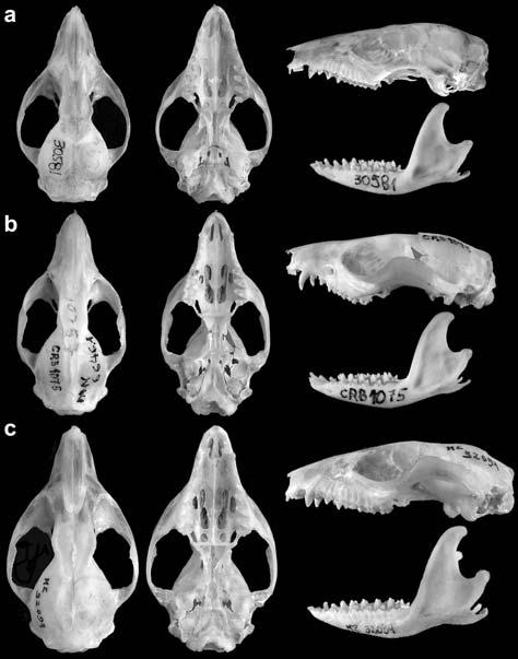 A.P. Carmignotto and T. Monfort: Taxonomy and distribution of Brazilian Thylamys spp. 133 Figure 5 Dorsal, ventral and lateral views of skull and lateral view of the mandible from (a) T.