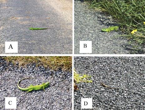 Lizards on roads 181 Fig. 2. Examples of L. bilineata and P. muralis road behaviour. Foraging in L. bilineata is shown in A, basking/sentinel behaviour in B and C. D shows a road basking P.