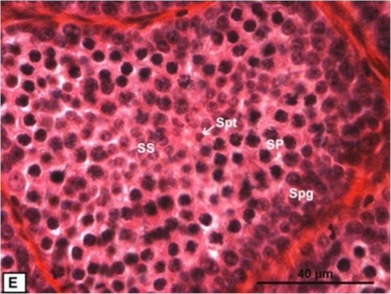 SPERMATOGENESIS CYCLE OF THE WALL LIZARD OF DJURDJURA a b c Figure 5: Testis and epididymis histological sections during the early recrudescence phase (August) and autumnal spermiogenesis (September