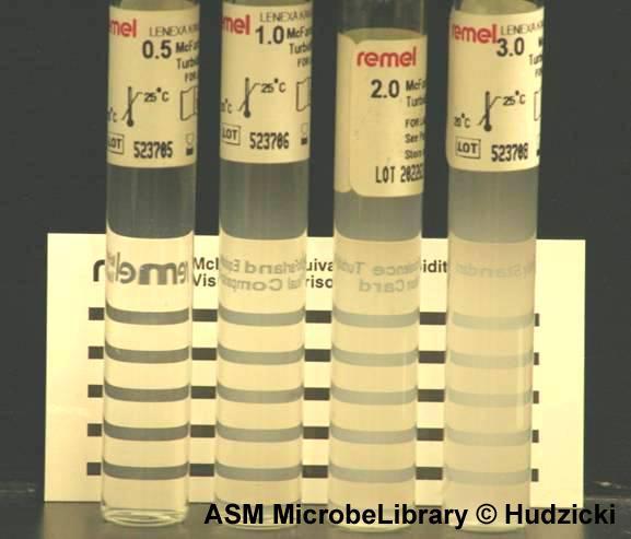 Using a sterile inoculating loop, touch four or five isolated colonies of the organism to be tested. 2. Suspend the organism in 5 ml of sterile saline. 3.