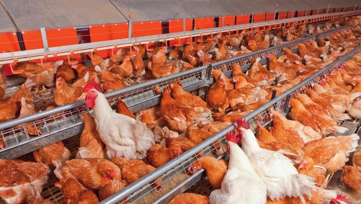 View of an ecological house for broiler breeders during feeding: standing chain feeding system ReproMatic and FluxxBreeder The pan feeding system for broiler breeders
