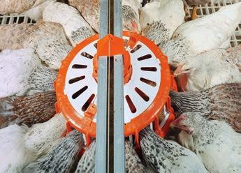 illumination of the pan thanks to openings in the pan top ensures that hens can easily see the feed; 4 elevated feed channel and rotatable pan provide the birds with ample freedom of movement; 4 high