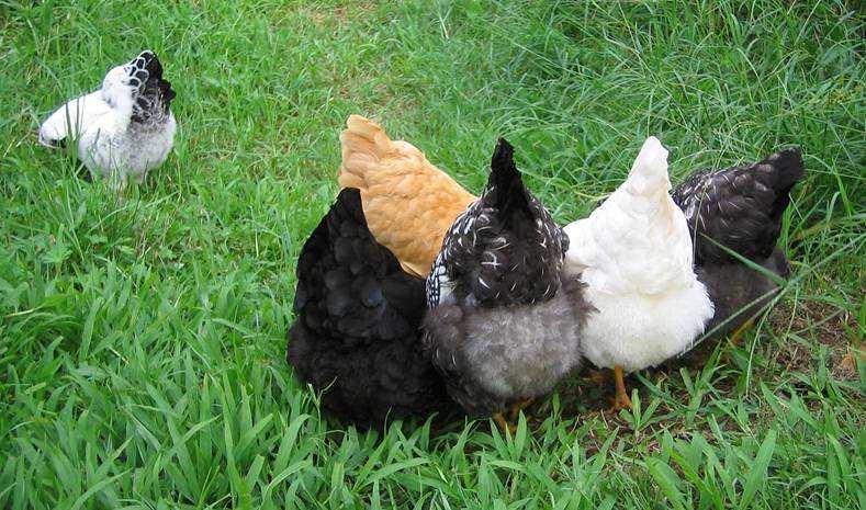 Hawaii Backyard Poultry