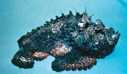 There is no antivenom available for blue-ringed octopus, however, although two fatalities have been reported, 4 these s are uncommon. Stinging fish Stonefish (Synanceia spp.