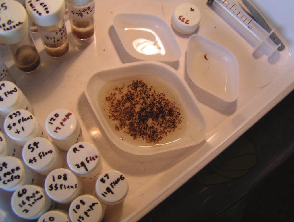 Extracting hen flea larvae from a nest to take a more holistic look at the arthropods of the bird nest ecosystem.