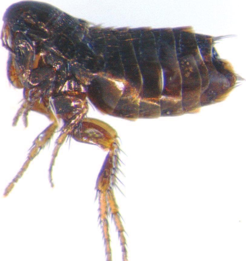 Adult hen flea (Ceratophyllus gallinae).