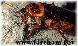 Identification of Cockroaches (Blattodea) Ecology and Life History Cockroaches are among the most common insects and rank high on the homeowner s list of pest problems.