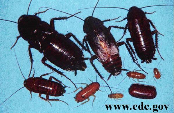 These cockroaches thrive in all types of buildings, but are found most often in homes, apartments, condominiums and commercial food establishments.