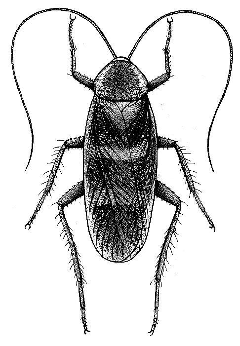 Supella longipalpa (Brown-banded cockroach) Small size (10-14