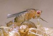Vinegar fly or Pomace Fly Drosophila