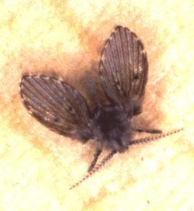 Moth fly Breeding media Drains Septic