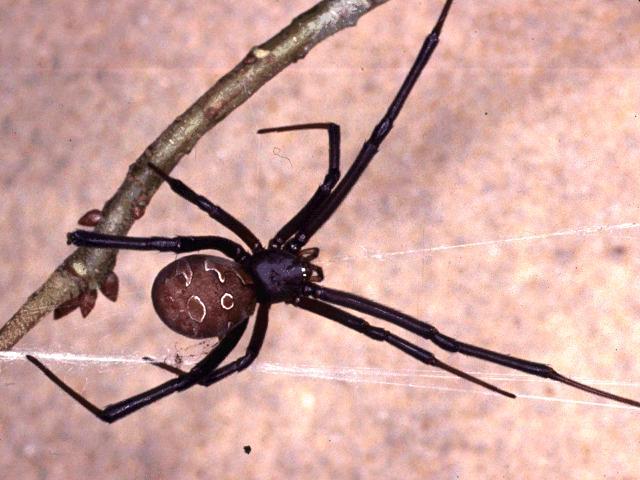 Brown widow spider Brownish abdomen