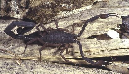 Florida Bark Scorpion, Slender Brown Scorpion,