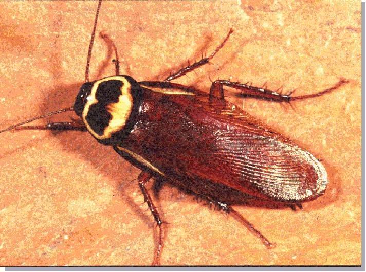 Australian Cockroach,