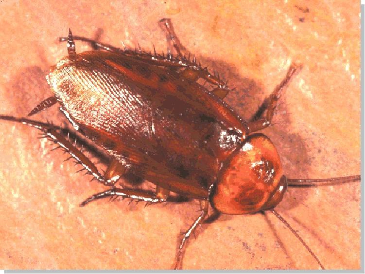 Brown Cockroach,