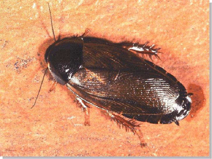 Surinam Cockroach, Pycnoscelus surinamensis