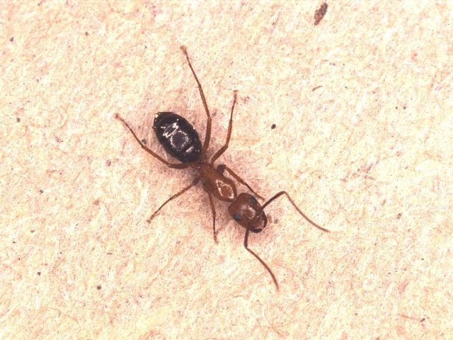Florida carpenter ant,