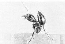 the Acrobat Ant