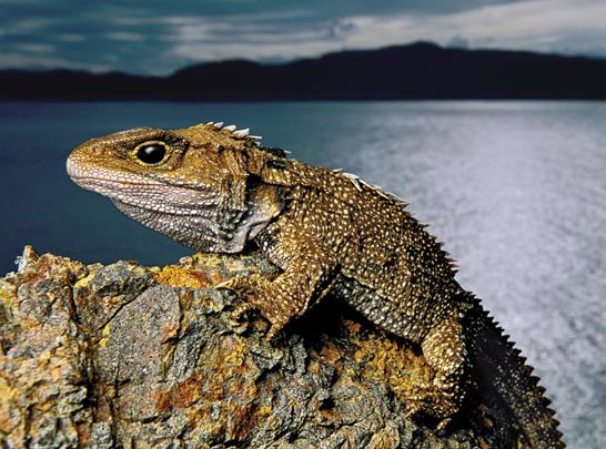 Frans Lanting/Mint Images/Science Source. The tuatara population on North Brother Island serves as a bellwether for the risks climate change poses to the New Zealand reptile.