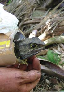 Captive-breeding programs, translocations, and releases into protected habitats are important current and future strategies for tuatara conservation. (Photograph courtesy of Susan Keall.