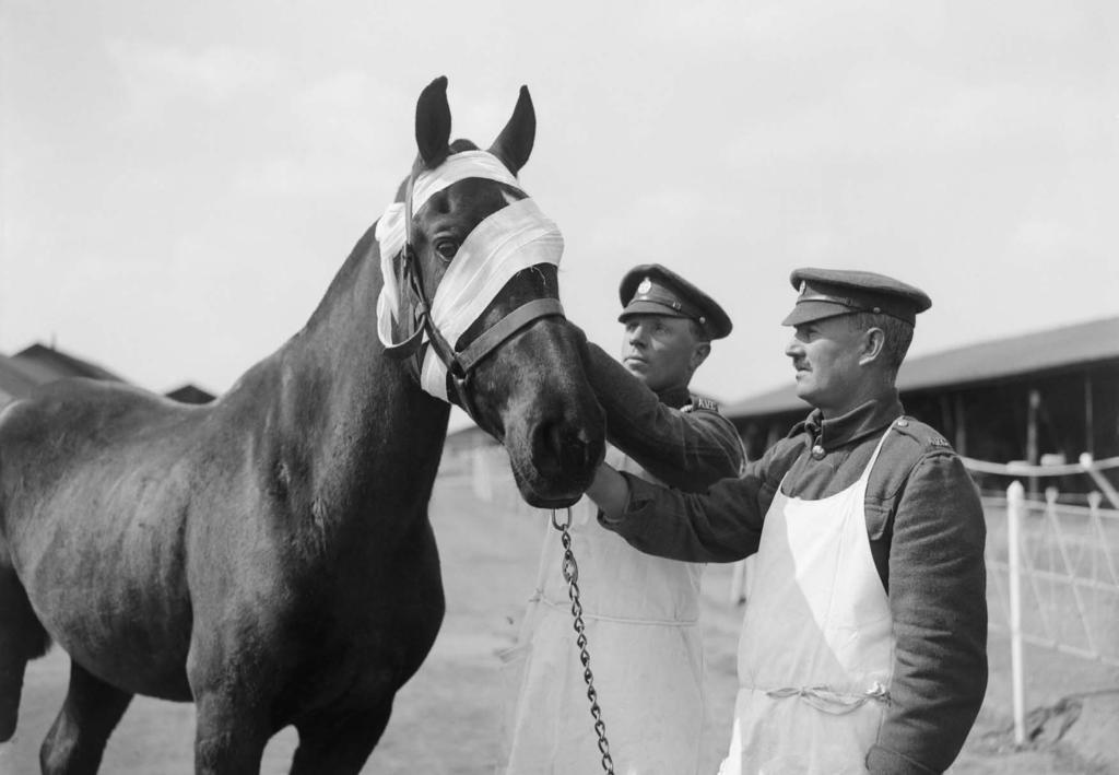 16 WAR HORSE One hundred years on from the start of the First World War, chief executive Jeremy Hulme reflects on the horses that made an immeasurable contribution during the conflict A horse and