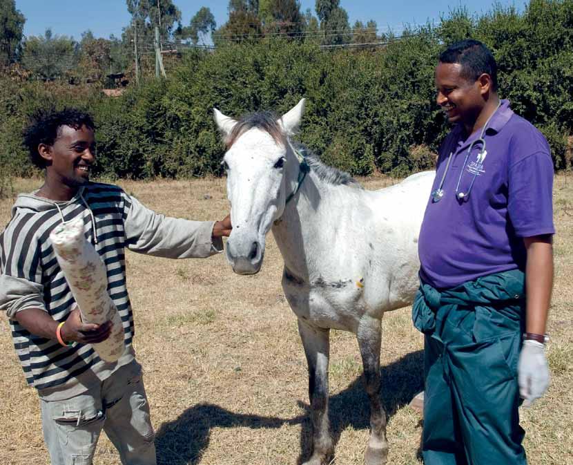 helping horses in Ethiopia.