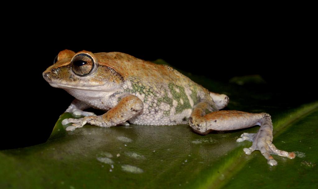 INTERNATIONAL RESEARCH (CONTINUED) Female Raorchestes johnceei.