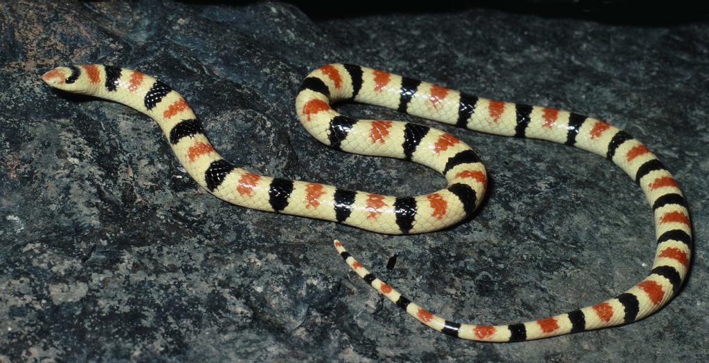 Figure 1. Chionactis occipitalis annulata from the Yuma Desert showing strong orange saddles. Photo by Jim Rorabaugh.