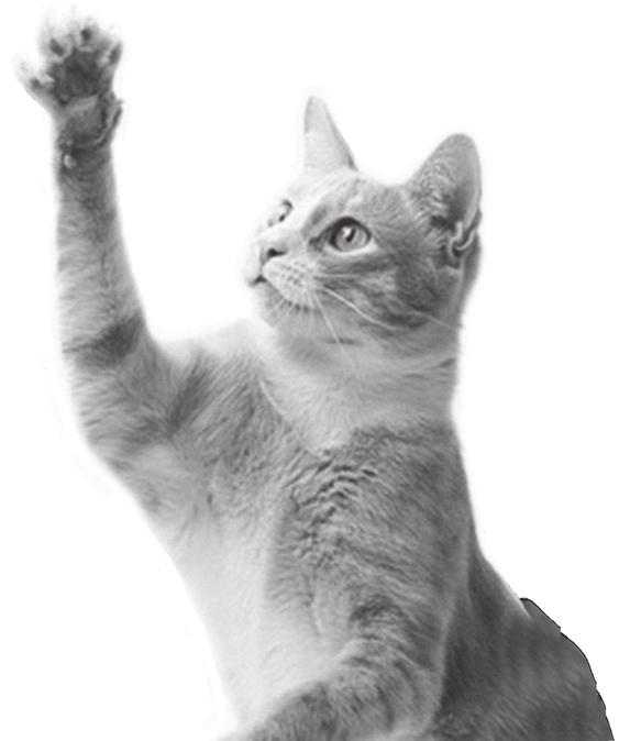 Onychectomy Say the word declaw around a group of pet lovers and you ll find yourself in the middle of an emotionally charged conversation. For many cat-lovers, this is a four letter word.