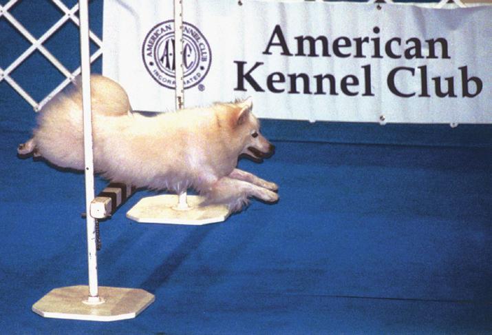 A program for purebred dogs that cannot be fully registered with the AKC to participate in AKC events. Be a member of a Foundation Stock Service (FSS) recorded breed.