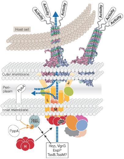 88 Figure 3.4. The Type VI Secretion System (T6SS). A model for type VI secrection system assembly and function. A putative model that integrates the current data is proposed.