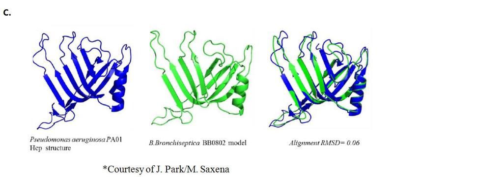 C) SWISS Model Alignment of Hcp1 from P. aeruginosa PAO1 (PDB entry 1Y12) and model of B.
