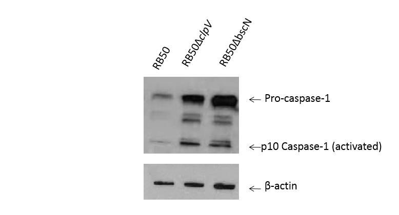 141 Figure A.2. The Type III Secretion System is required for decreased levels of caspase-1 protein Immunoblot of Caspase-1 using RAW 264.