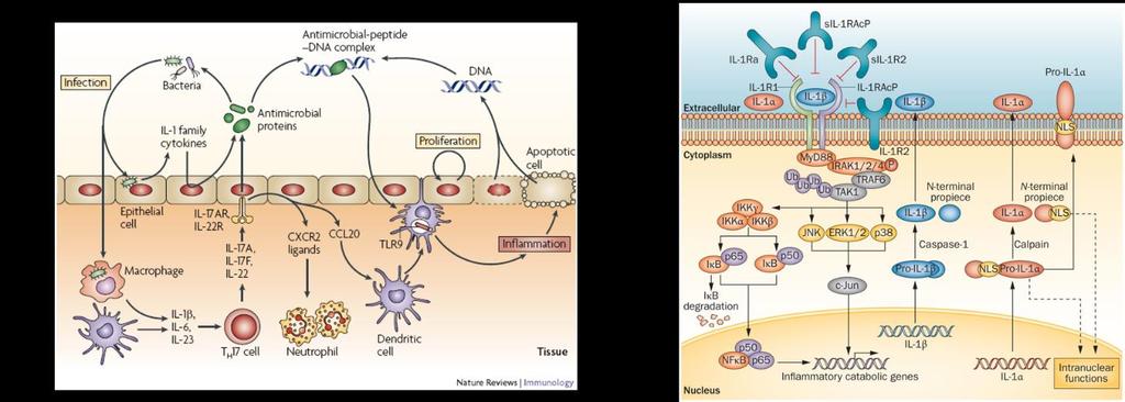 85 Figure 3.1. IL-1 and the pro-inflammatory immune response. A) Pro-inflammatory cytokine and cell type specific response to infection.