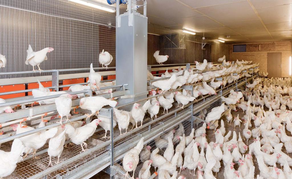 INTRODUCTION The trend to change from conventional battery cages towards cage free housing systems, like deep litter, aviary and free range housing for laying hens has intensified in recent years.