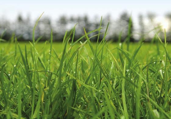 Trouble shooting 9 Pastures are overgrazed in summer/autumn This limits your chances of achieving the May target. Avoid holding onto stock too long when this starts to jeopardise the coming spring (e.