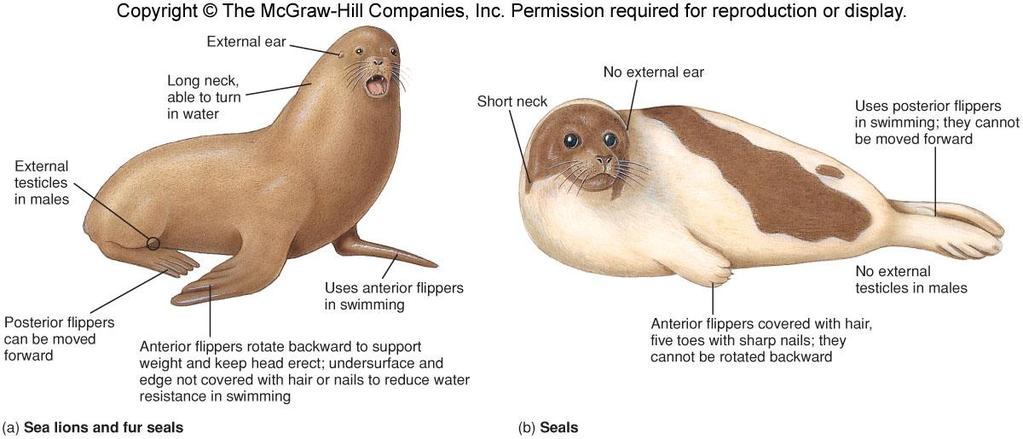 Order Pinnipedia Below is a comparison of sea lions/fur seals versus true seals.