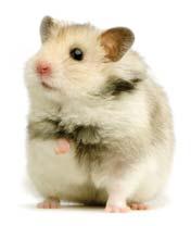 Looking After Your Hamster Looking After Your Hamster Hamsters can be housed in a wire cage with a firm plastic base, a plastic hamster home or an adapted aquarium (vivarium) with a well-ventilated
