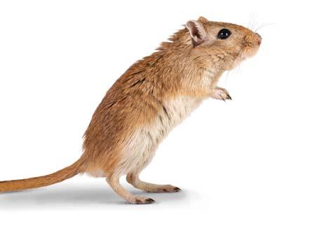 Guide to Gerbils Guide to Gerbils Latin name Female: Male: Young: Life span: Litter size: Birth weight: Eyes open: Gestation period: Average weight: Sexual maturity: Weaning age: Diet Meriones