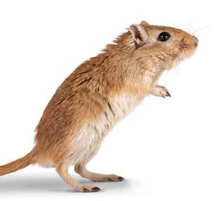 Looking After Your Gerbil Looking After Your Gerbil Gerbils may be kept in a wire cage with a solid plastic base, but the best option is to construct a gerbilarium (an aquarium with a well ventilated